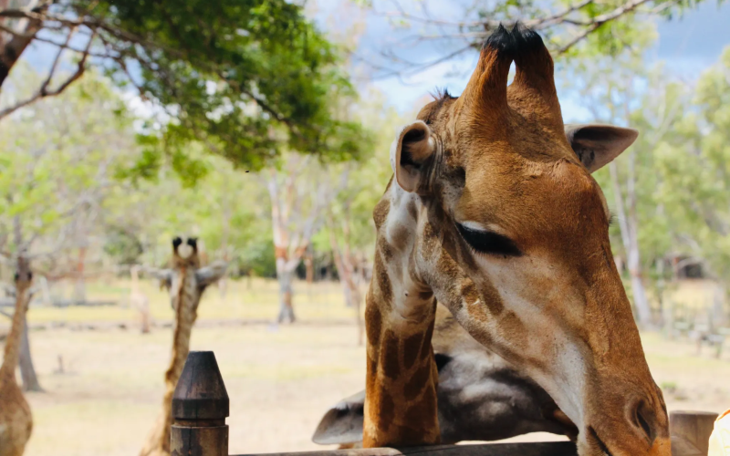 Explorando a Serra do Mar: Natureza e Aventura no Coração de São Paulo