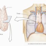 Ilustração do timo humano e sistema imunológico