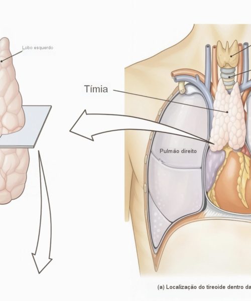 Saúde do timo em adultos: a chave oculta para longevidade e prevenção de doenças