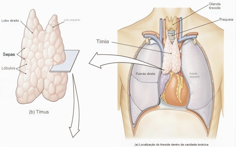 Saúde do timo em adultos: a chave oculta para longevidade e prevenção de doenças