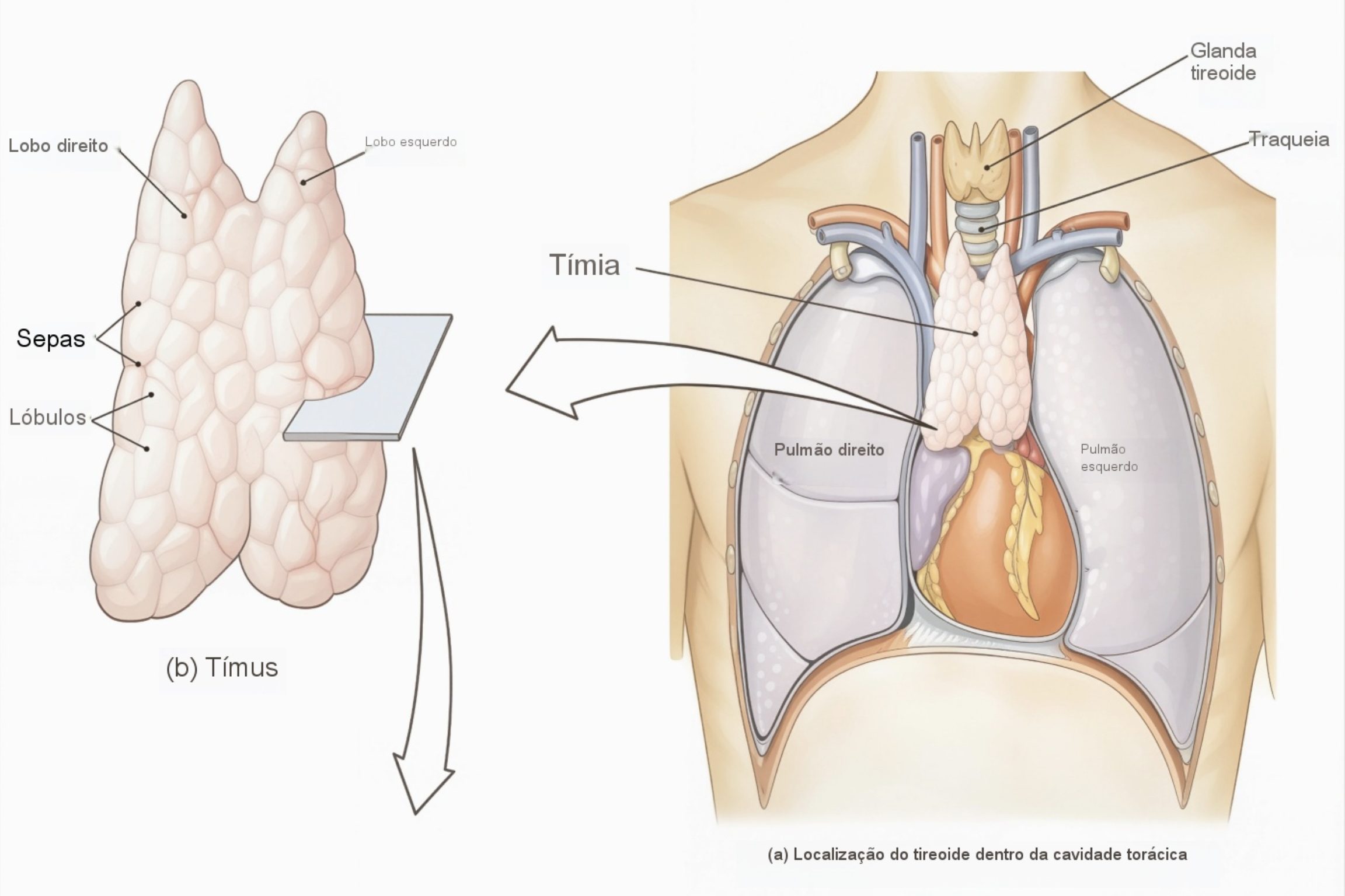 Ilustração do timo humano e sistema imunológico