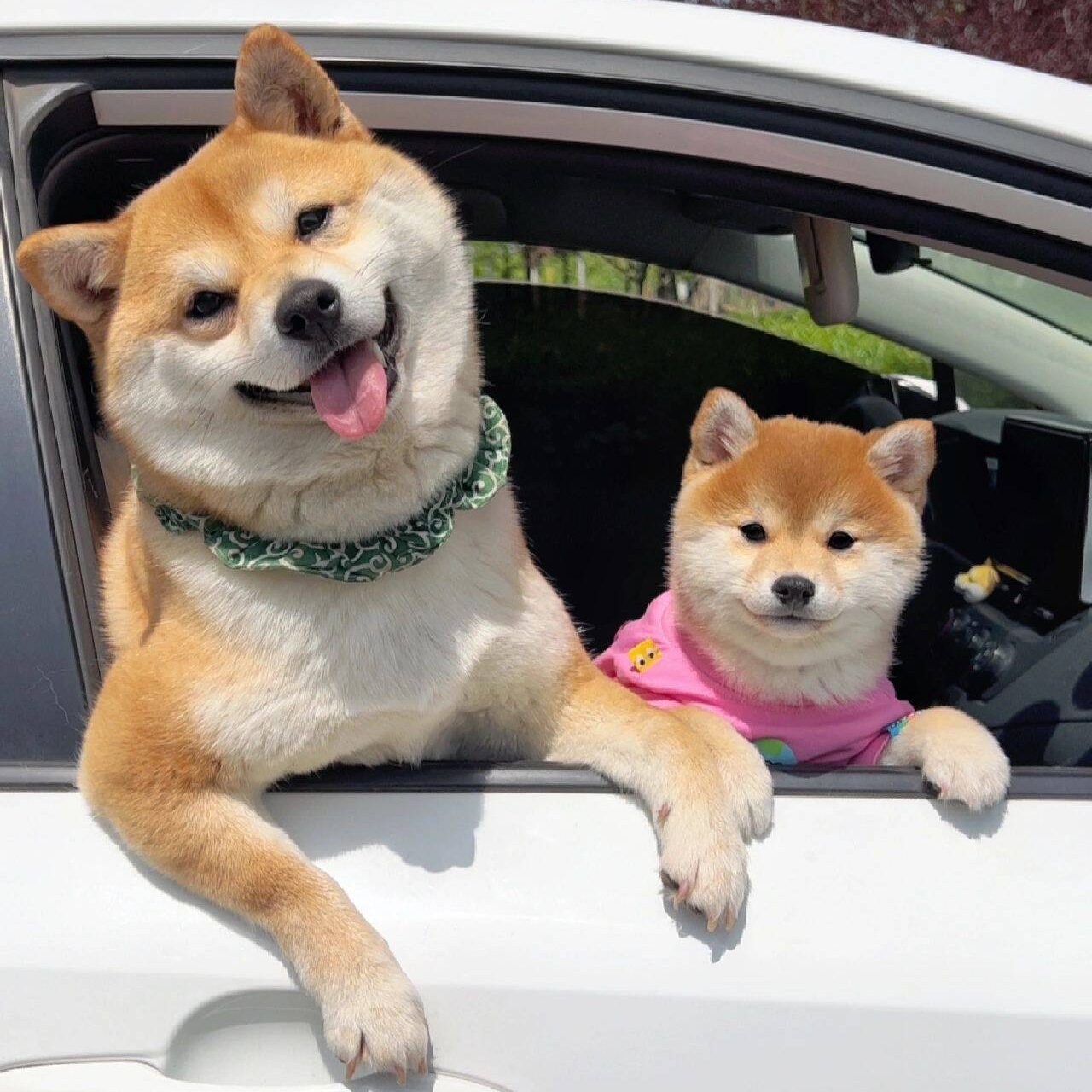 filhote de Shiba Inu em processo de socialização precoce