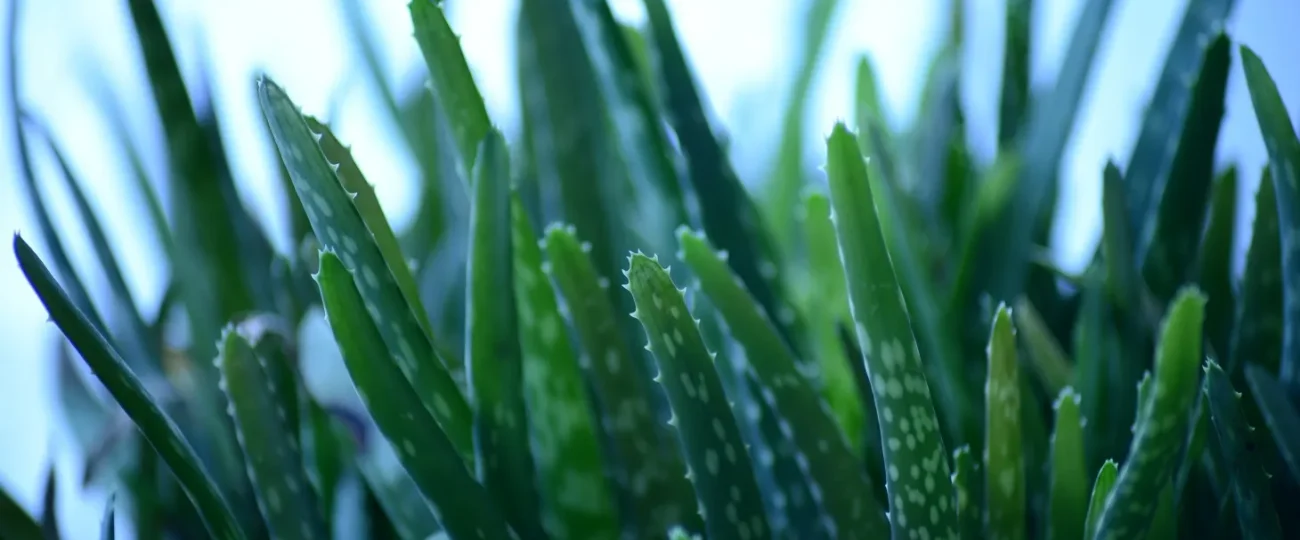 Babosa em casa: a planta que hidrata, cicatriza e purifica o ar