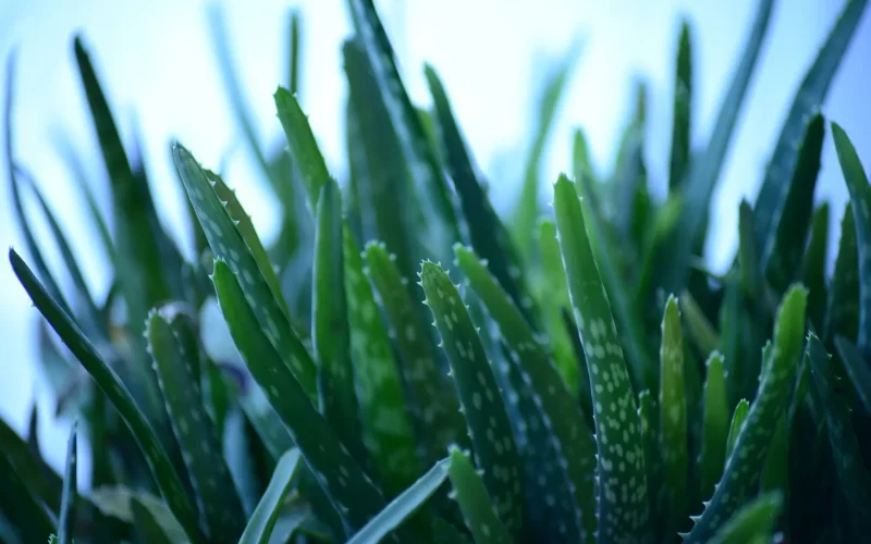 vaso de babosa Aloe vera cultivada em casa com luz natural