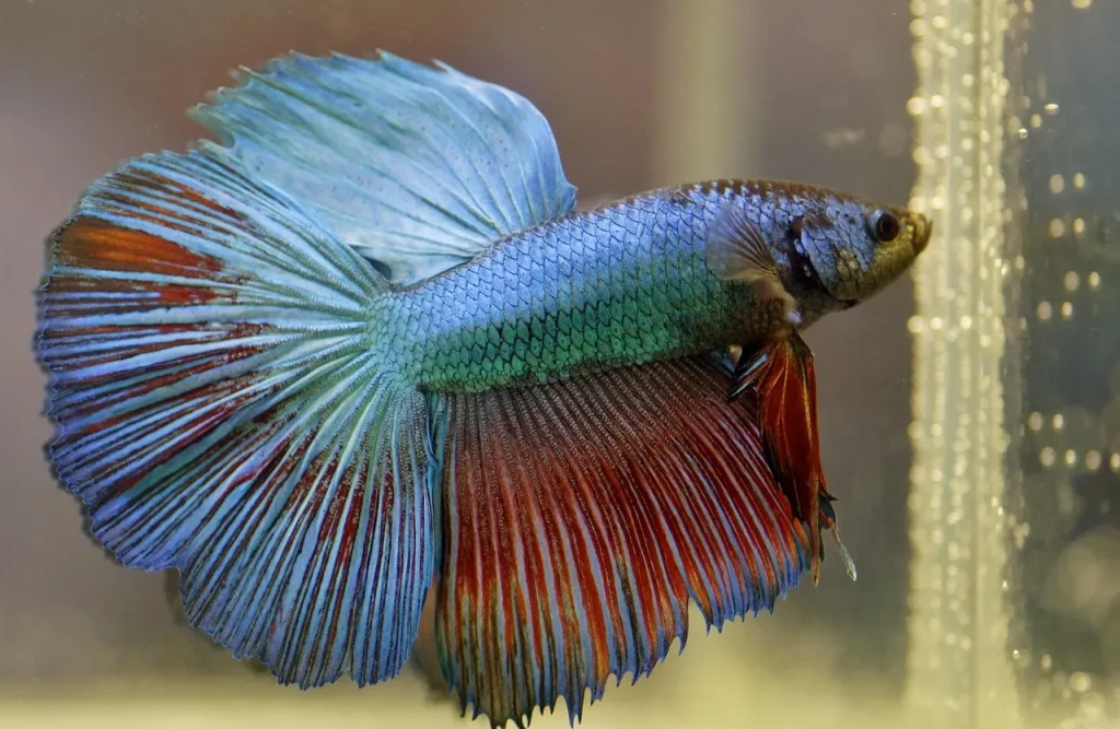  [Betta] como animal de estimação em casa.