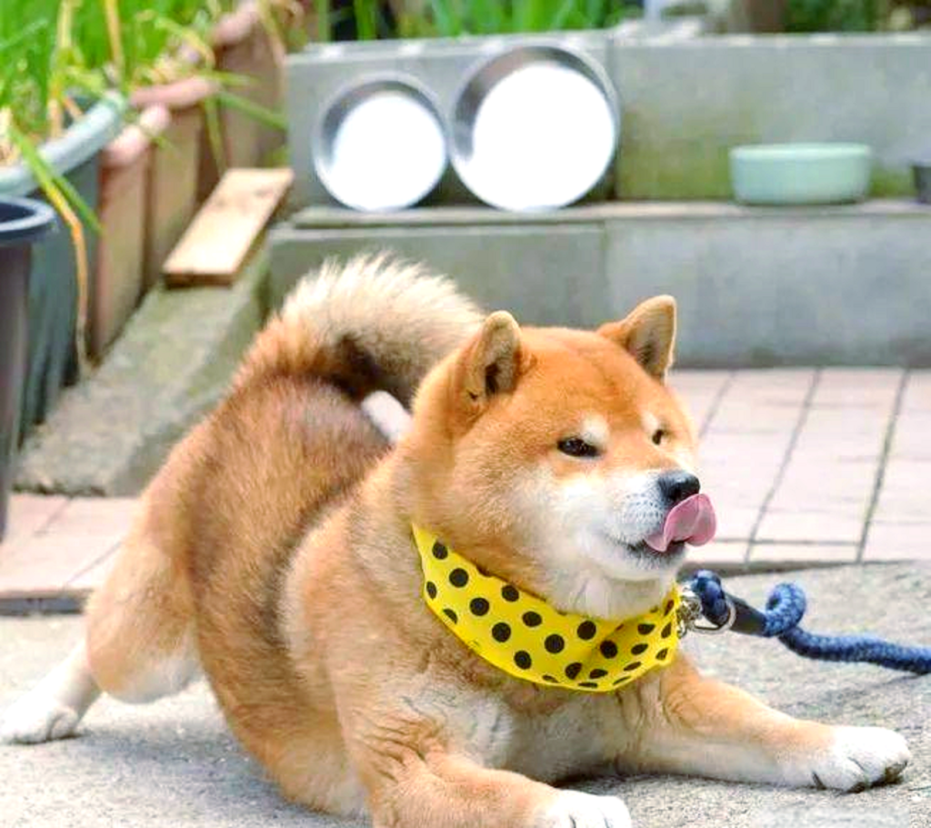 adestramento de Shiba Inu com reforço positivo e petisco