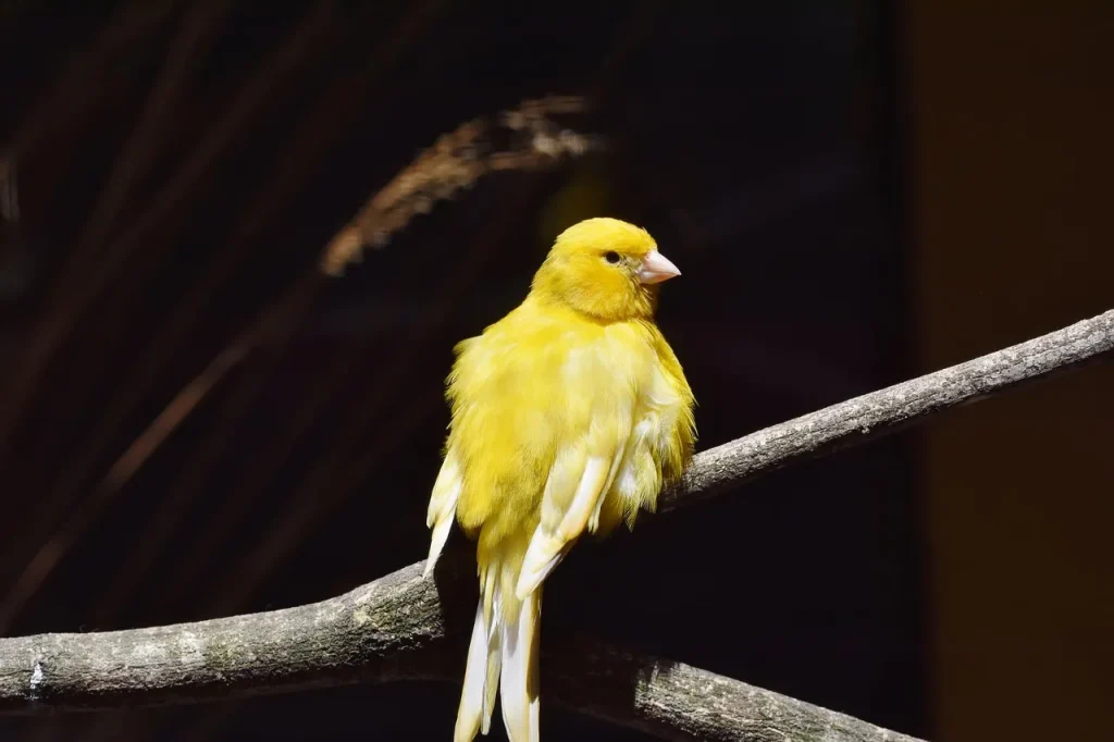 [Canário] como animal de estimação em casa.