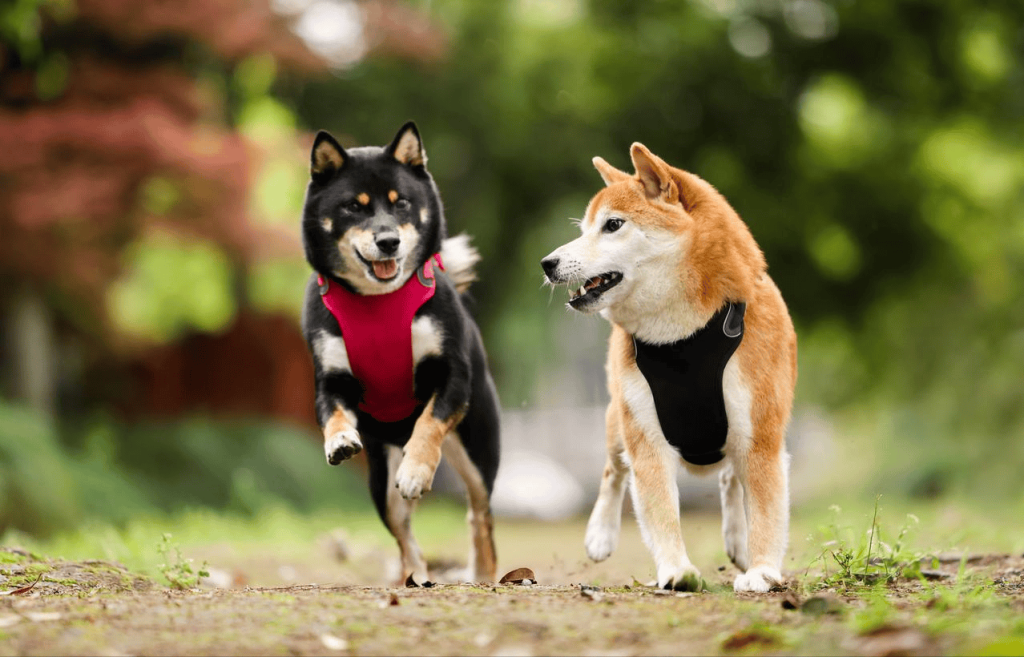 Shiba Inu correndo em parque durante exercício diário