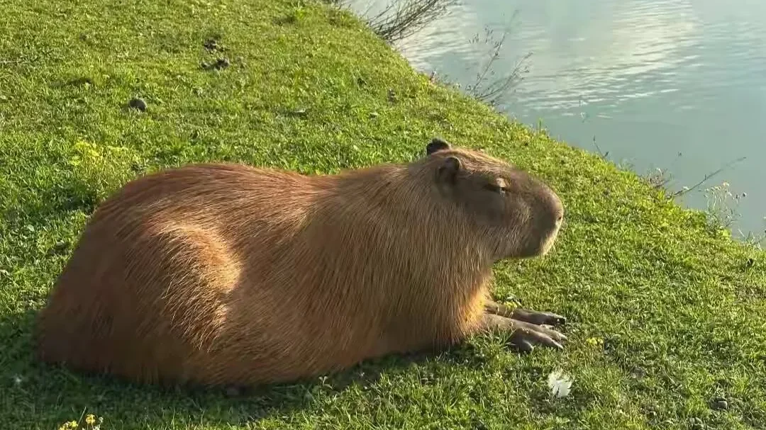 capivara em lago Parque do Carmo São Paulo