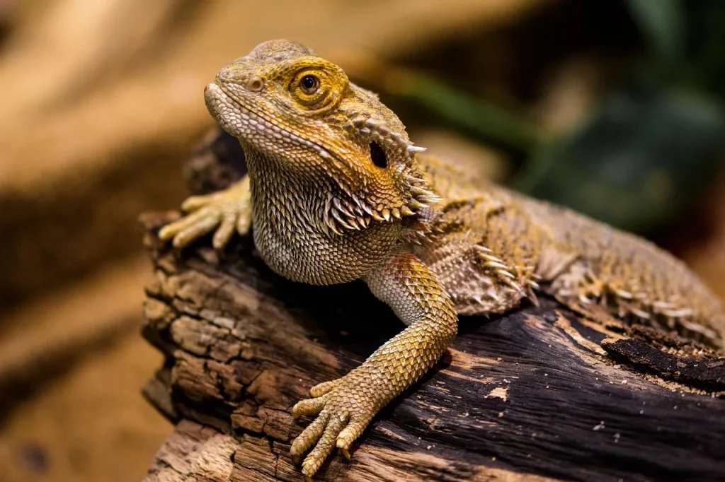  [Dragão barbudo] como animal de estimação em casa.