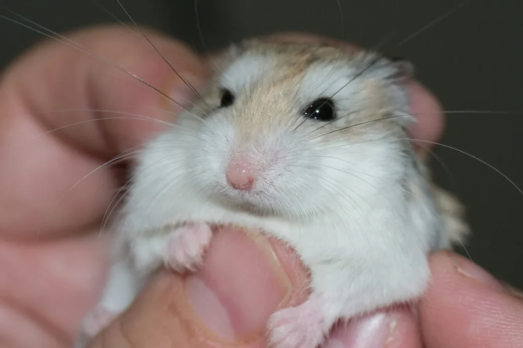  [Hamster] como animal de estimação em casa.