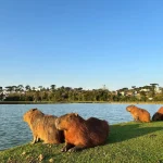 Onde Ver Capivaras em São Paulo: Guia Completo de Avistamento em Parques e Rios da Cidade