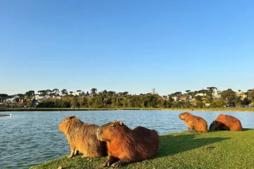Onde Ver Capivaras em São Paulo: Guia Completo de Avistamento em Parques e Rios da Cidade