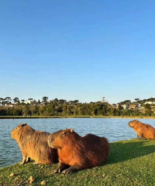 Onde Ver Capivaras em São Paulo: Guia Completo de Avistamento em Parques e Rios da Cidade