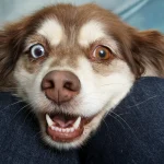 pets ideais para criar em casa