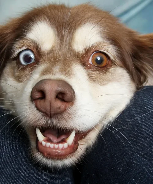 50 Animais de Estimação para Casa: Qual é o Ideal? Custos e Nível de Dificuldade