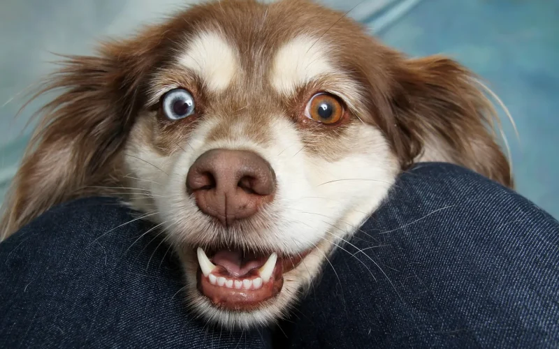 50 Animais de Estimação para Casa: Qual é o Ideal? Custos e Nível de Dificuldade
