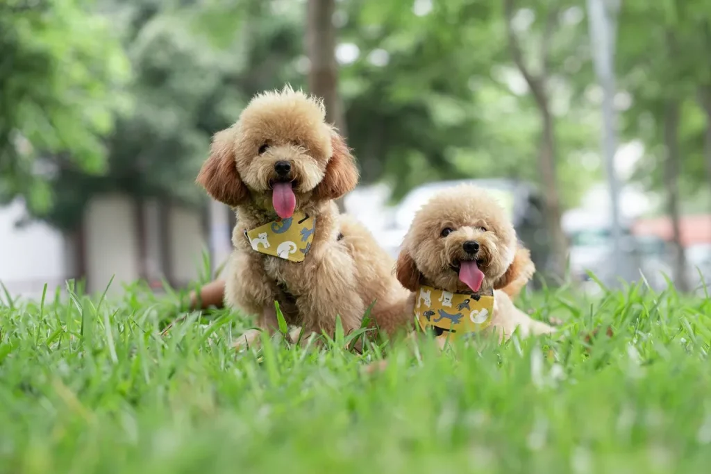  [Poodle] como animal de estimação em casa.