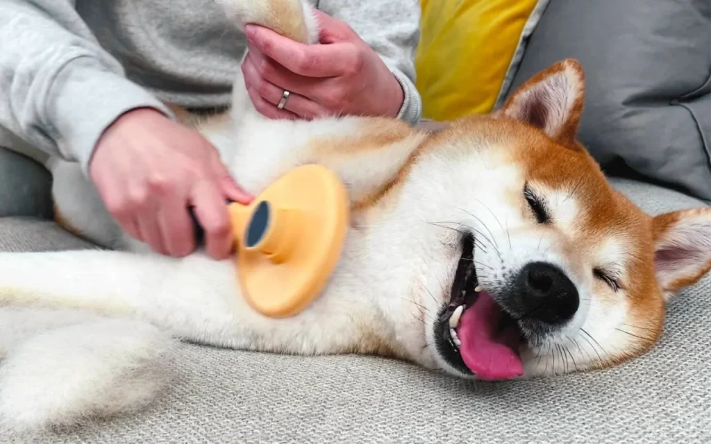 escovação de Shiba Inu com pelagem dupla em casa