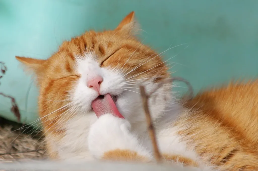 SRD (popularmente chamado de vira-lata)— como animal de estimação em casa.