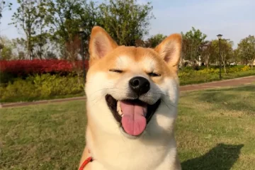 Criar Shiba Inu: o guia completo do cão japonês sorridente