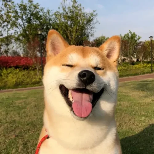 Criar Shiba Inu: o guia completo do cão japonês sorridente