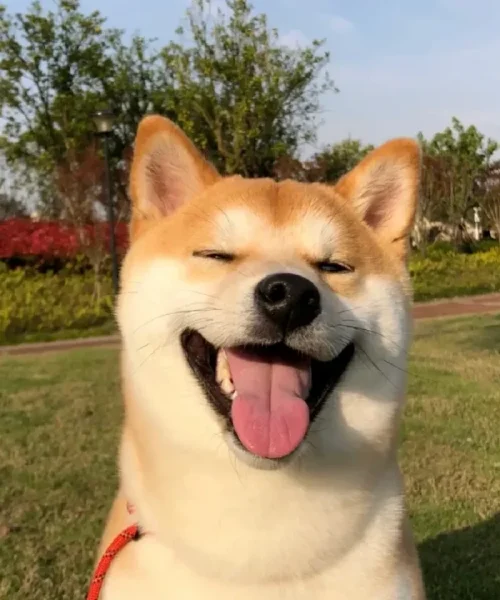 Criar Shiba Inu: o guia completo do cão japonês sorridente