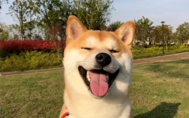 Criar Shiba Inu: o guia completo do cão japonês sorridente
