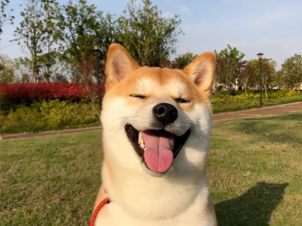 Shiba Inu sorridente em parque, raça japonesa