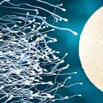 Anticoncepcional Masculino: Como Funciona e Quando Chega
