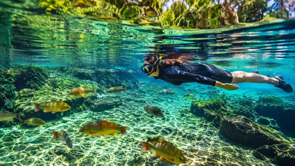 Turista mergulhando no Rio da Prata em Bonito, Mato Grosso do Sul, com águas cristalinas e peixes coloridos