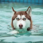 Descubra 10 curiosidades incríveis sobre o Husky Siberiano, sua inteligência, história heroica, comportamento e cuidados no Brasil.