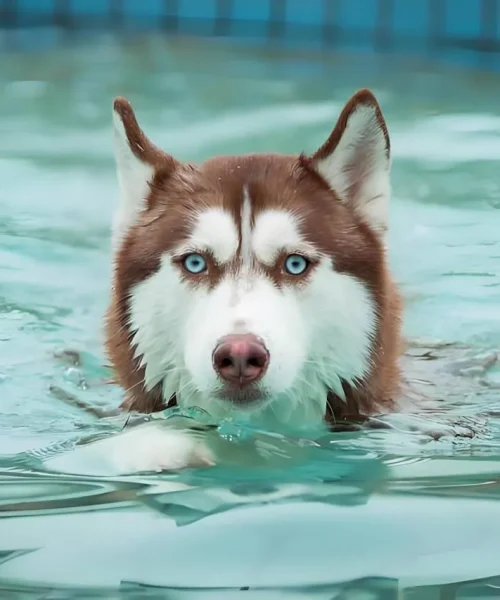 Você realmente não conhece o Husky!