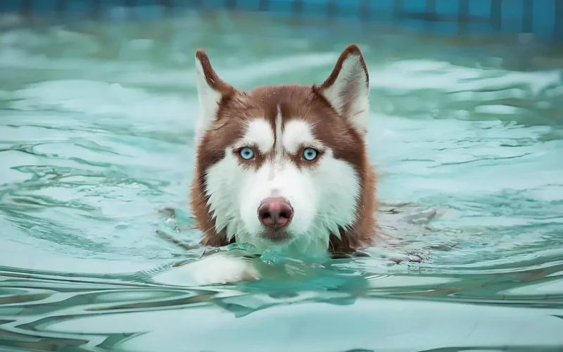 Você realmente não conhece o Husky!