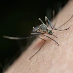 Mosquito Aedes aegypti, transmissor da dengue no Brasil.