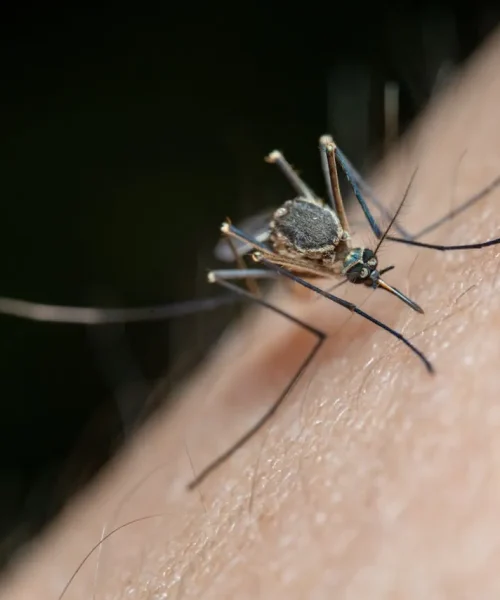 Brasil Libera Mosquitos “do Bem” para Frear a Dengue
