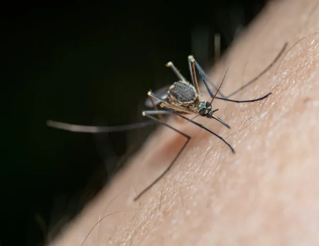Brasil Libera Mosquitos “do Bem” para Frear a Dengue