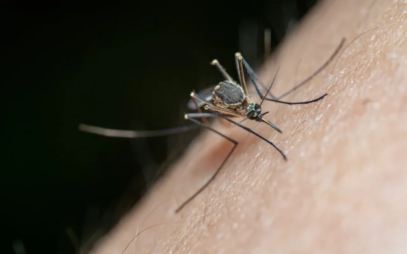 Brasil Libera Mosquitos “do Bem” para Frear a Dengue