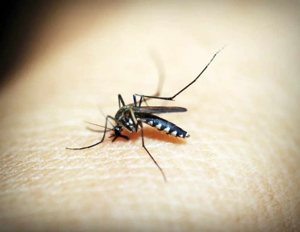 “Pesquisadores brasileiros usam mosquitos com Wolbachia para combater a dengue.”