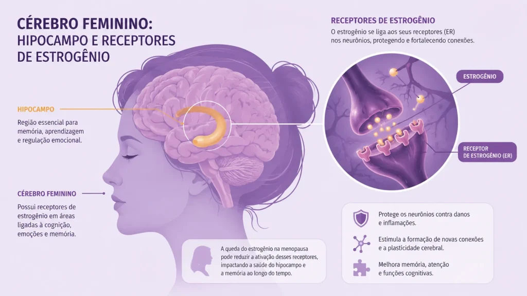 Ilustração do cérebro feminino destacando regiões afetadas pela queda do estrogênio na menopausa