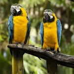 20 Comportamentos dos Papagaios Que Encantam Cientistas e Donos
