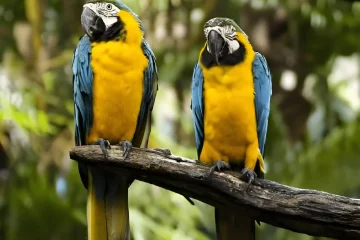 20 Comportamentos dos Papagaios Que Encantam Cientistas e Donos