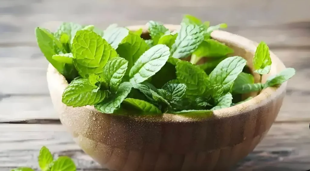 Hortelã fresca com propriedades anti-inflamatórias naturais — benefícios para saúde