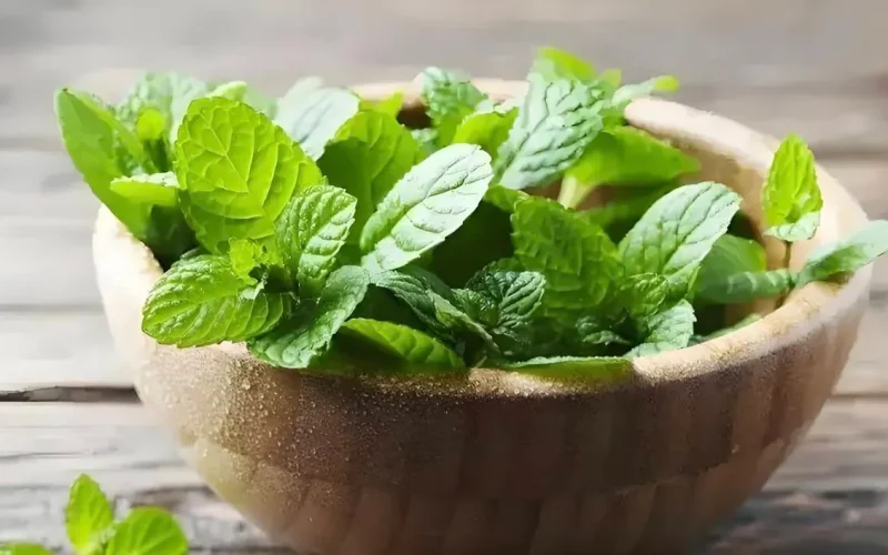 folhas de hortelã frescas com propriedades anti-inflamatórias