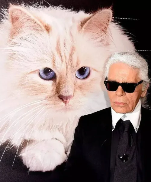 Choupette faliu? A verdade sobre a fortuna da gata mais rica do mundo