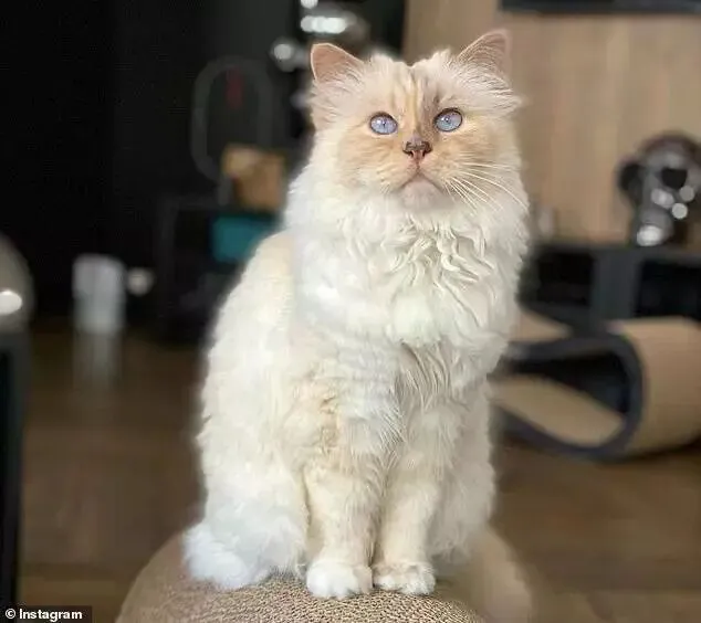 Choupette