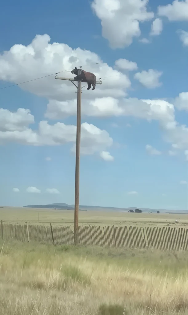 Urso-preto (Ursus americanus) em habitat natural nos Estados Unidos