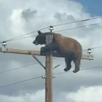 Urso-preto morre eletrocutado em poste de energia elétrica nos EUA