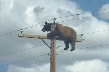 Urso-preto morre eletrocutado em poste de energia elétrica nos EUA