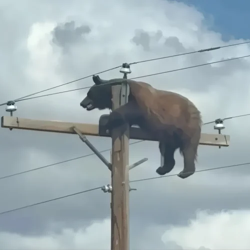 Urso-preto morre eletrocutado em poste de energia elétrica nos EUA